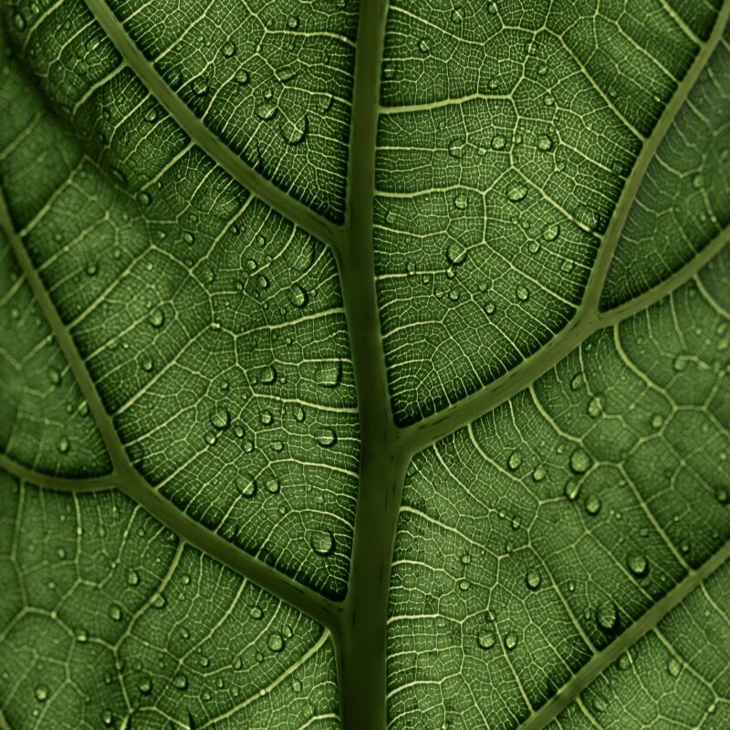 Jardinería: técnicas avanzadas