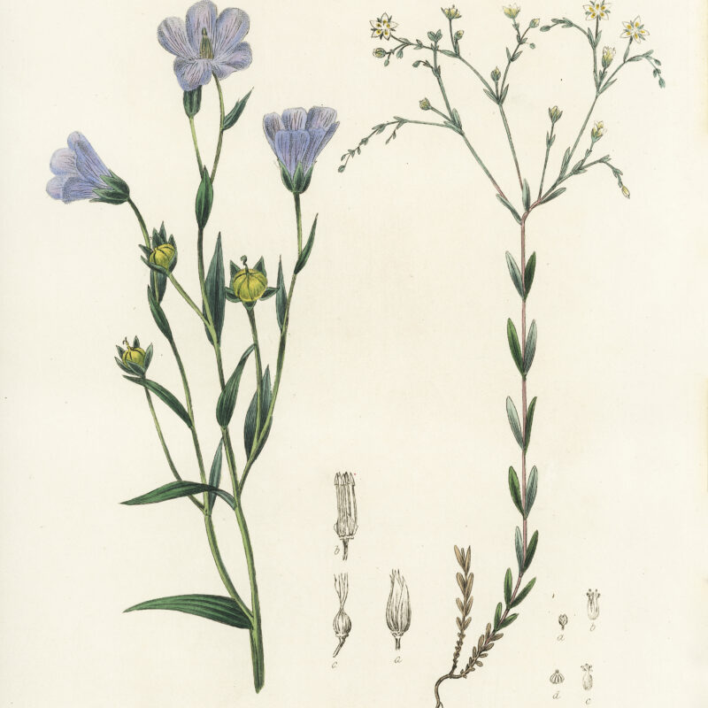 Florigrafía: el lenguaje de las flores