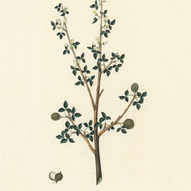 Jardinería para principiantes