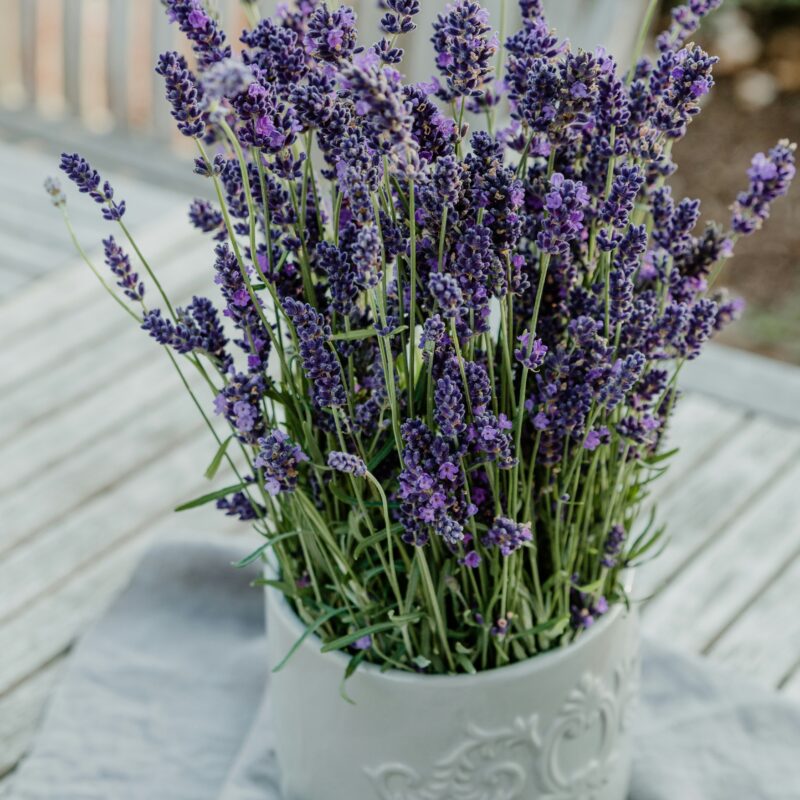 Lavanda