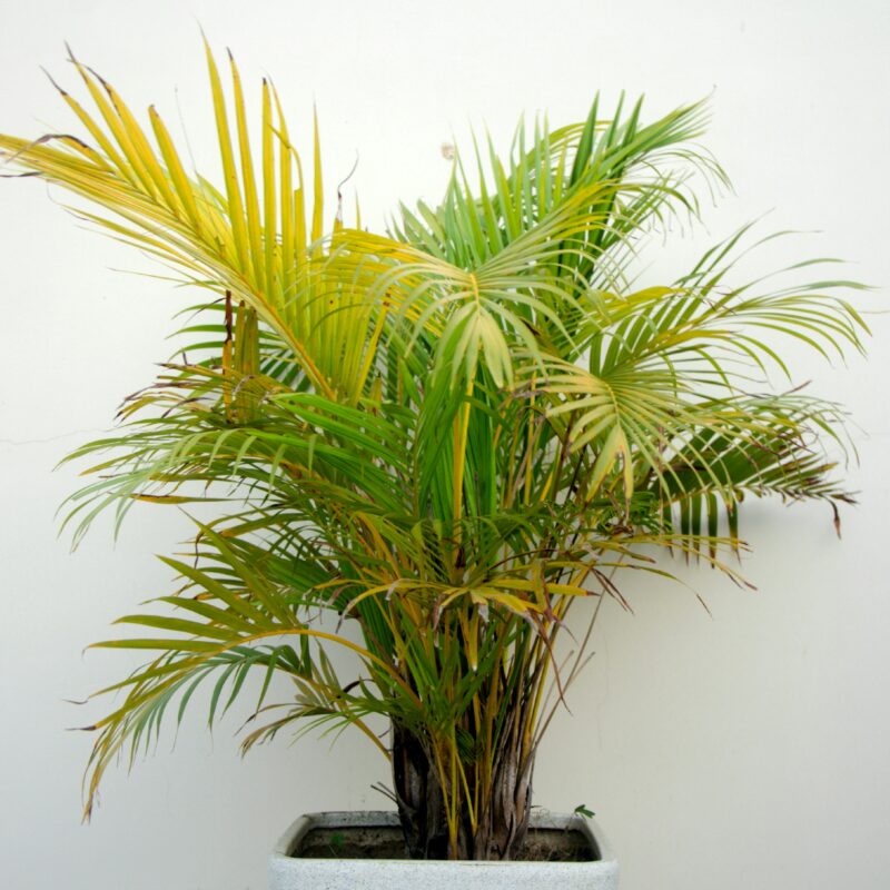 Palmeras de interior