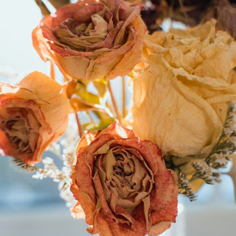 Rosas secas